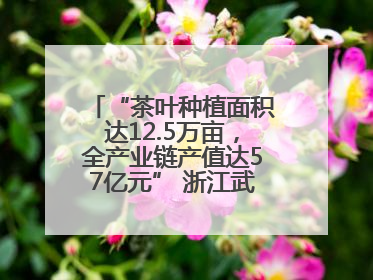 “茶叶种植面积达12.5万亩，全产业链产值达57亿元” 浙江武义茶产业全链发展“加速度”