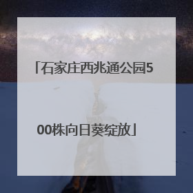石家庄西兆通公园500株向日葵绽放