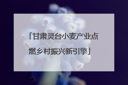甘肃灵台小麦产业点燃乡村振兴新引擎