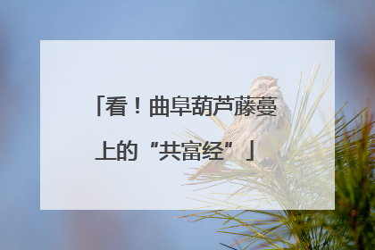 看！曲阜葫芦藤蔓上的“共富经”