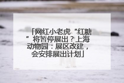 网红小老虎“红糖”将暂停展出？上海动物园：展区改建，会安排展出计划