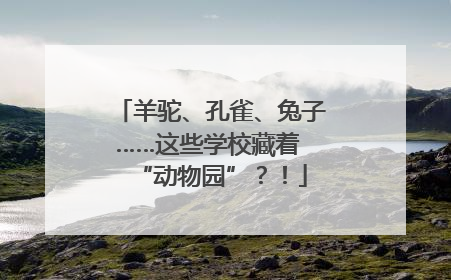 羊驼、孔雀、兔子……这些学校藏着 “动物园”？！