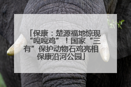 保康：楚源福地惊现“嘎嘎鸡”！国家“三有”保护动物石鸡亮相保康沿河公园