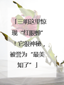 三明这里惊现“红眼蝉”！它很神秘，被誉为“最美知了”