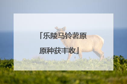 乐陵马铃薯原原种获丰收