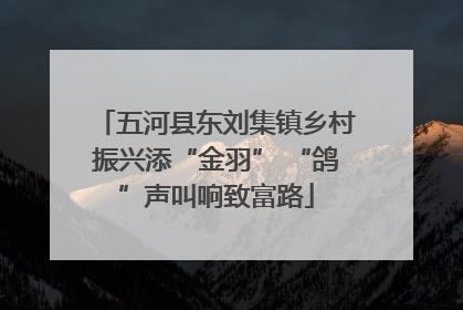 五河县东刘集镇乡村振兴添“金羽” “鸽”声叫响致富路