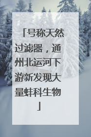 号称天然过滤器，通州北运河下游新发现大量蚌科生物