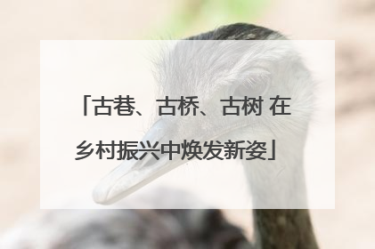 古巷、古桥、古树 在乡村振兴中焕发新姿