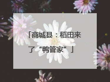 商城县：稻田来了“鸭管家”