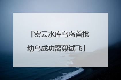 密云水库鸟岛首批幼鸟成功离巢试飞