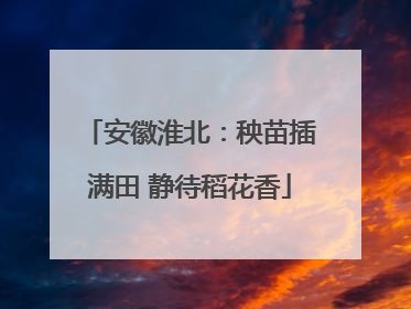 安徽淮北：秧苗插满田 静待稻花香