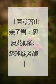 宜章莽山燕子岩：初夏花似锦 绣球绽芳颜