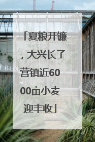 夏粮开镰，大兴长子营镇近6000亩小麦迎丰收