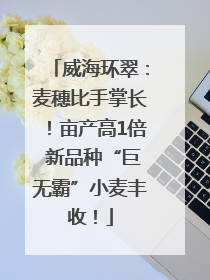 威海环翠：麦穗比手掌长！亩产高1倍 新品种“巨无霸”小麦丰收！