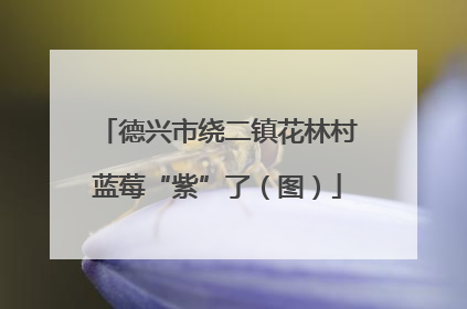 德兴市绕二镇花林村蓝莓“紫”了（图）