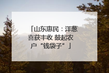山东惠民：洋葱喜获丰收 鼓起农户“钱袋子”