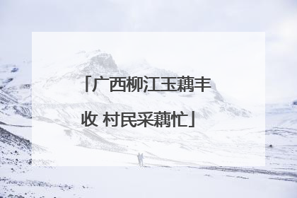 广西柳江玉藕丰收 村民采藕忙