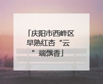 庆阳市西峰区 早熟红杏“云”端飘香