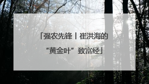 强农先锋丨崔洪海的“黄金叶”致富经