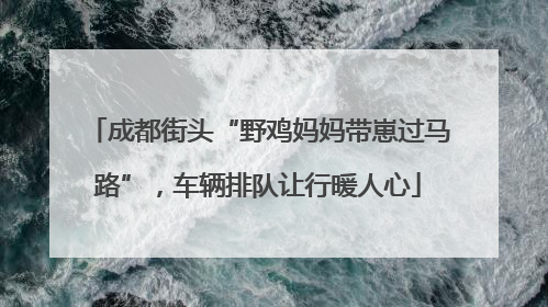 成都街头“野鸡妈妈带崽过马路”，车辆排队让行暖人心