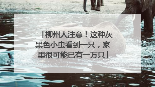 柳州人注意！这种灰黑色小虫看到一只，家里很可能已有一万只