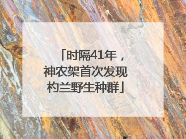 时隔41年，神农架首次发现杓兰野生种群