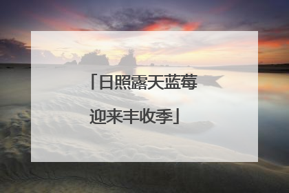 日照露天蓝莓迎来丰收季