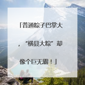 普通粽子巴掌大，“横县大粽”却像个巨无霸！