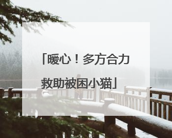 暖心！多方合力救助被困小猫