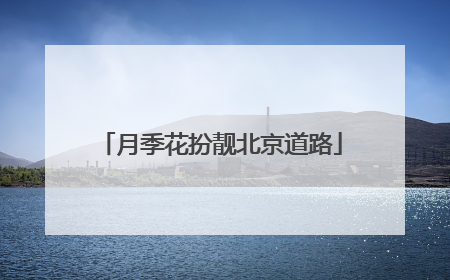 月季花扮靓北京道路