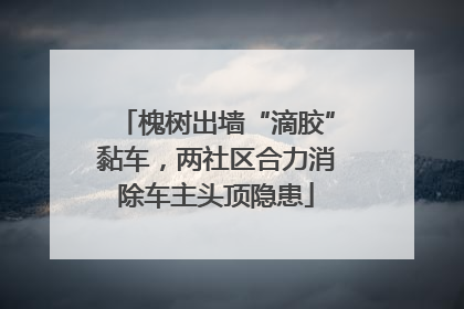 槐树出墙“滴胶”黏车，两社区合力消除车主头顶隐患