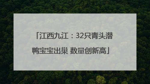 江西九江：32只青头潜鸭宝宝出巢 数量创新高