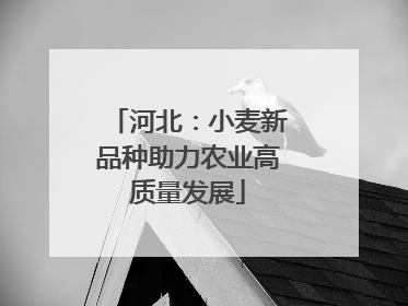 河北：小麦新品种助力农业高质量发展