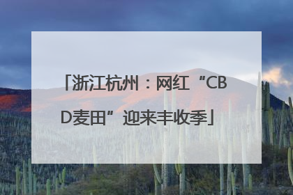 浙江杭州：网红“CBD麦田”迎来丰收季