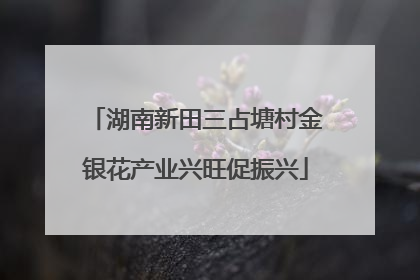 湖南新田三占塘村金银花产业兴旺促振兴