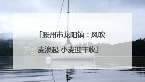 滕州市龙阳镇：风吹麦浪起 小麦迎丰收