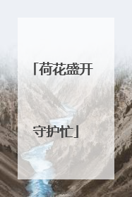荷花盛开守护忙