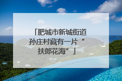 肥城市新城街道孙庄村藏有一片“扶郎花海”