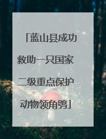蓝山县成功救助一只国家二级重点保护动物领角鸮