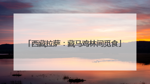 西藏拉萨：藏马鸡林间觅食