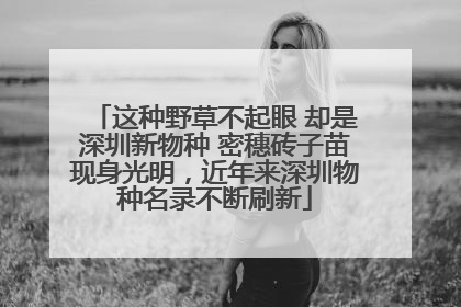 这种野草不起眼 却是深圳新物种 密穗砖子苗现身光明，近年来深圳物种名录不断刷新