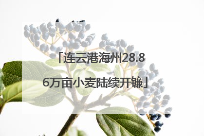 连云港海州28.86万亩小麦陆续开镰