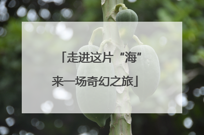 走进这片“海”来一场奇幻之旅