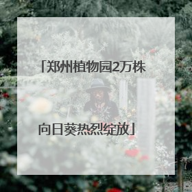 郑州植物园2万株向日葵热烈绽放