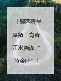 郧西县羊尾镇：青春汗水浇灌“黄金叶”