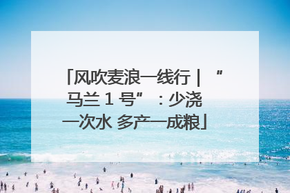 风吹麦浪一线行｜“马兰 1 号”：少浇一次水 多产一成粮