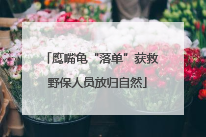 鹰嘴龟“落单”获救 野保人员放归自然