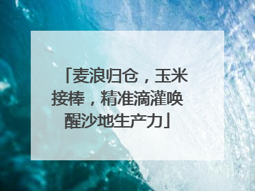 麦浪归仓，玉米接棒，精准滴灌唤醒沙地生产力