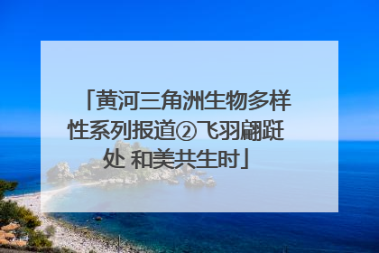 黄河三角洲生物多样性系列报道②飞羽翩跹处 和美共生时