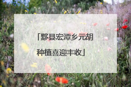 黟县宏潭乡元胡种植喜迎丰收